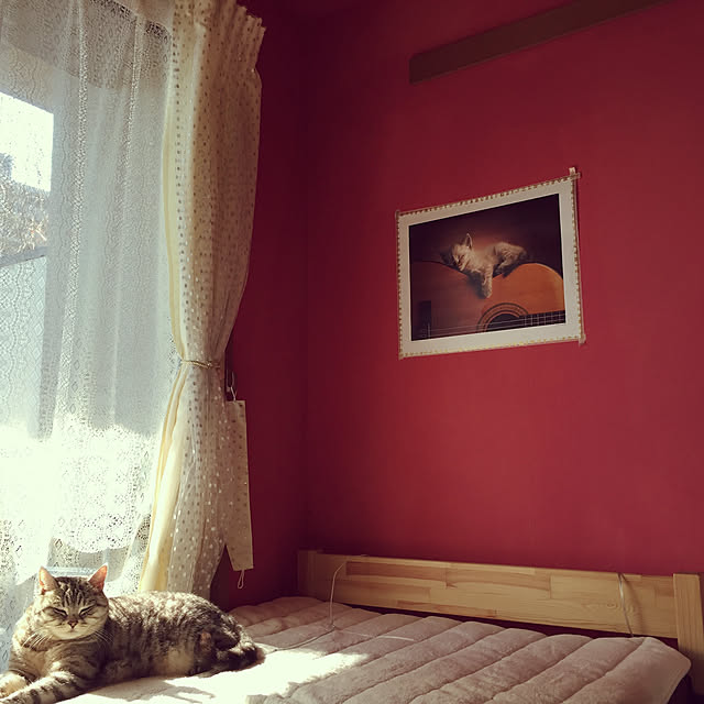 nekoleoさんの実例写真