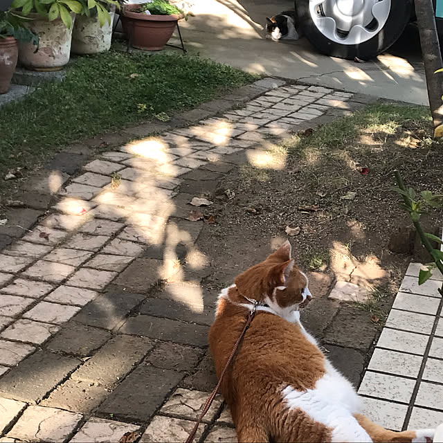 sakuraさんの実例写真
