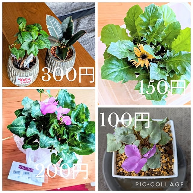 mi-saさんの部屋