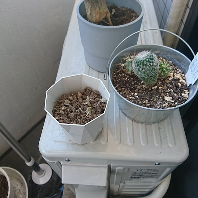 玄関/入り口/多肉植物/復活ならずのインテリア実例 - 2021-07-17 17:54:12