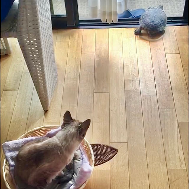 bonobono54さんの実例写真