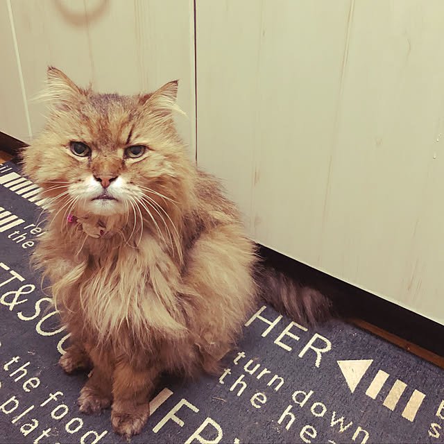junさんの実例写真