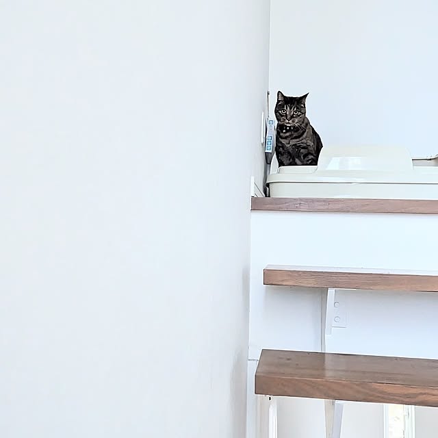 mamimamipockyさんの実例写真