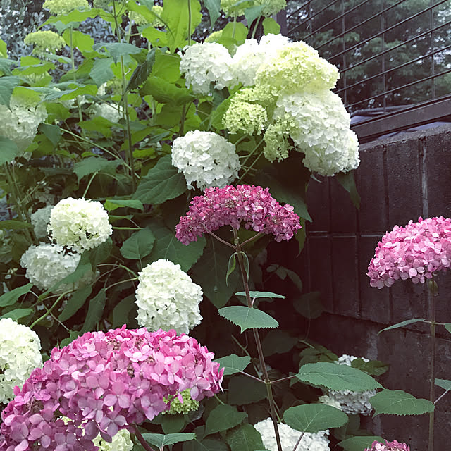 marucoさんの実例写真