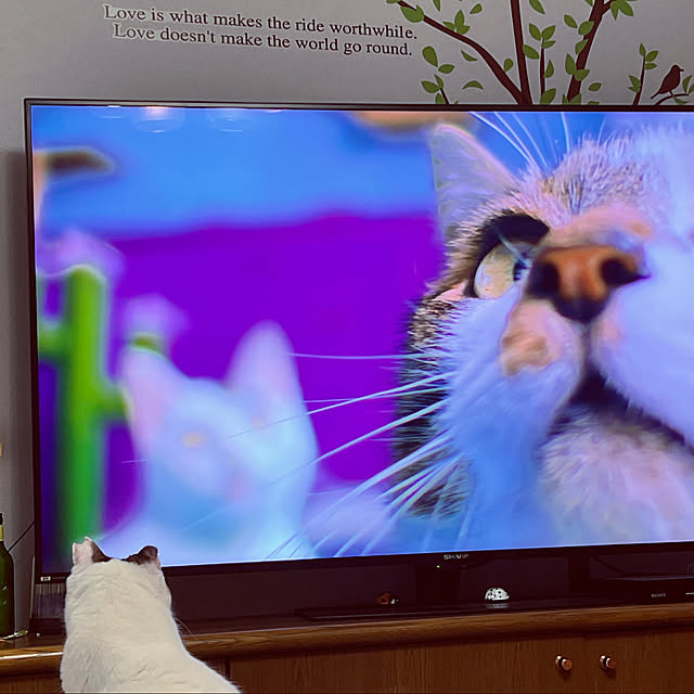 cat5さんの実例写真