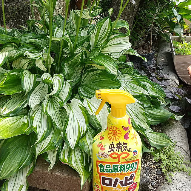LittleMyさんの実例写真