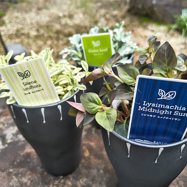 Rubiconさんの部屋