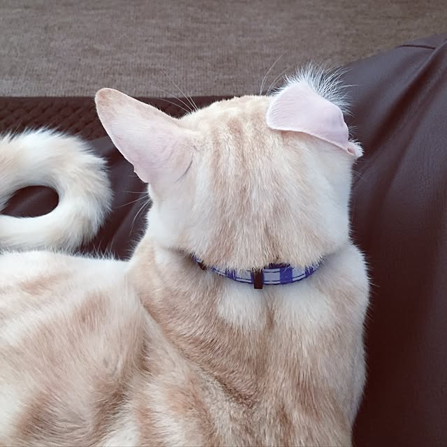 hiyupan88さんの実例写真