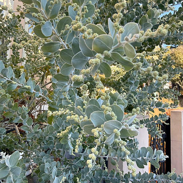 kokkomachaさんの部屋