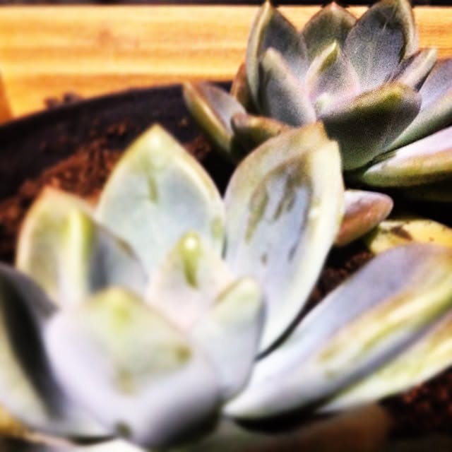 Blue_Tsaoさんの実例写真