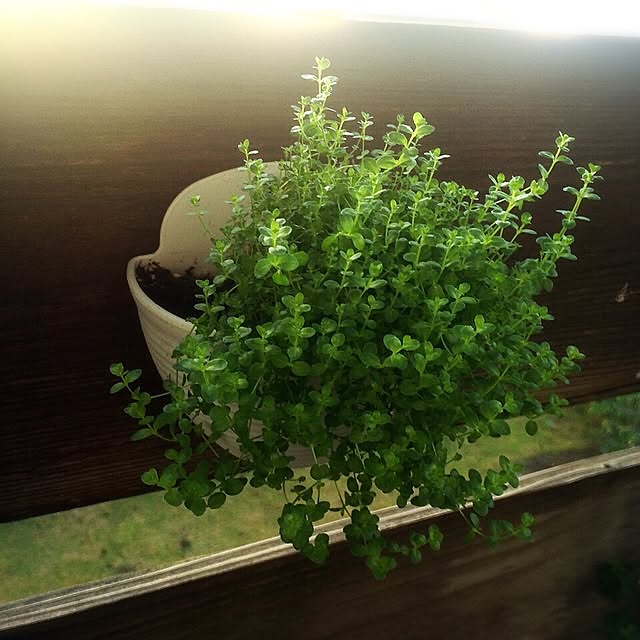 棚/植物のインテリア実例 - 2015-02-27 22:14:17