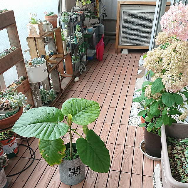 sakusakuさんの実例写真