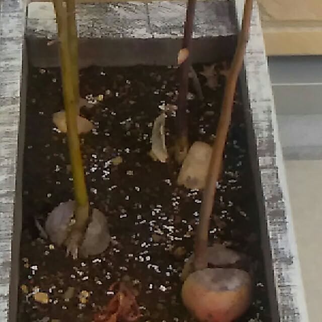 mmpoohさんの実例写真