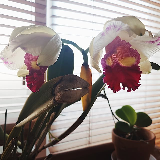 merirynさんの実例写真