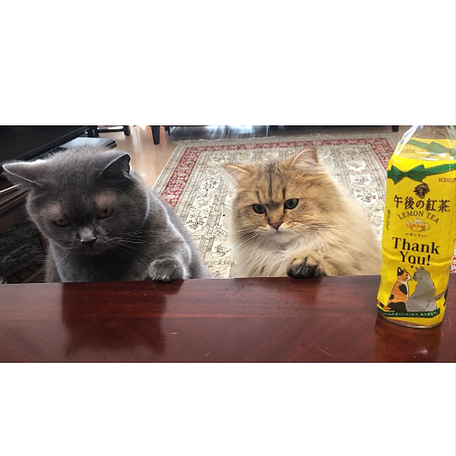 forteさんの実例写真