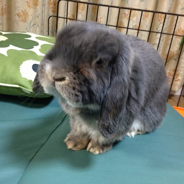 kimikoさんの実例写真