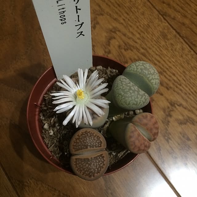 mii666さんの実例写真