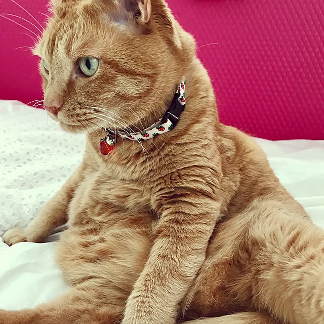 minakoさんの実例写真