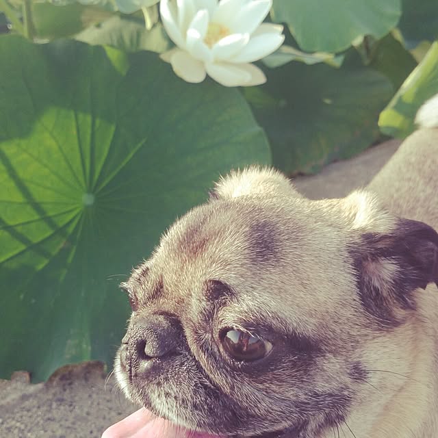 gurikoさんの実例写真
