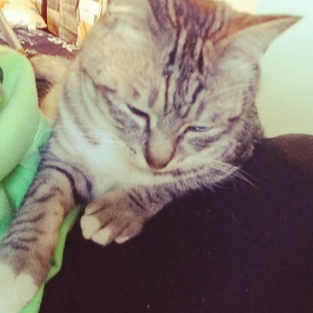 annさんの実例写真