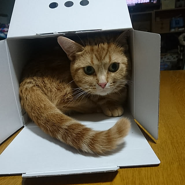 shinobuさんの実例写真