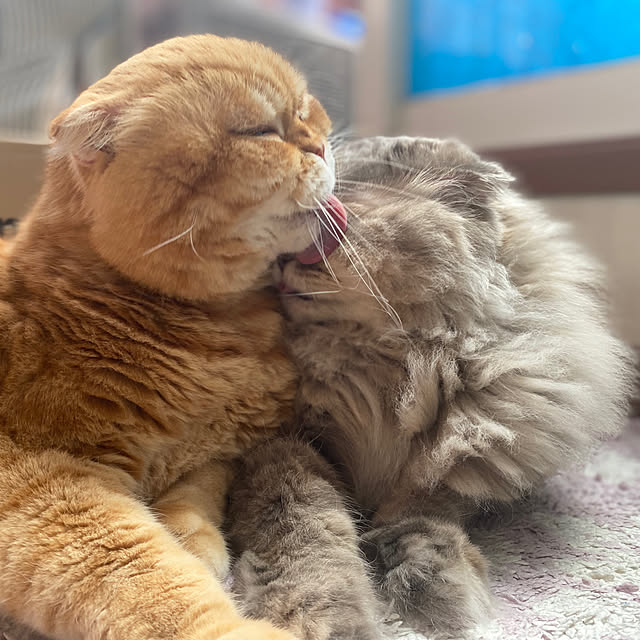 Mahoさんの実例写真