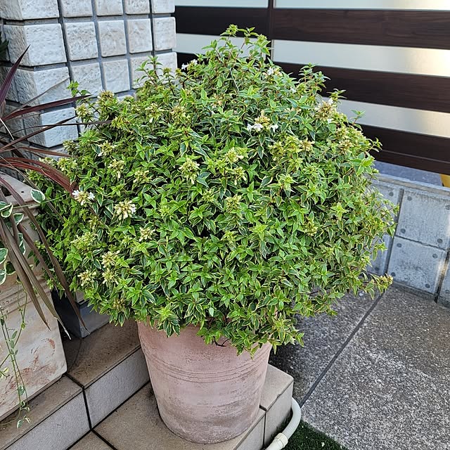 JASMINEさんの部屋