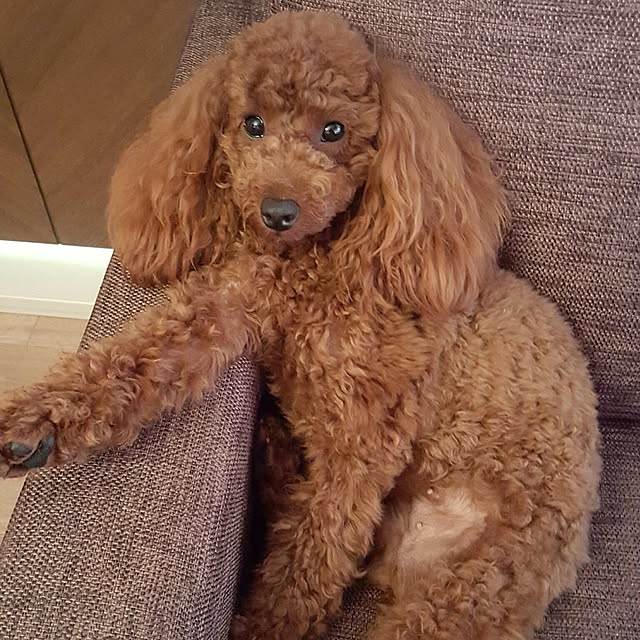 shellyさんの実例写真