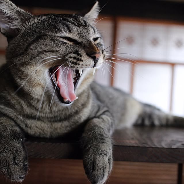 hazyさんの実例写真