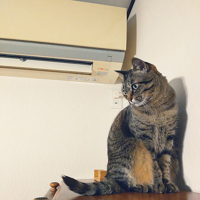 komugiさんの実例写真