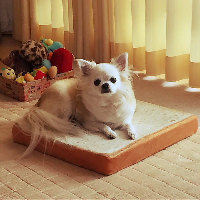 chapipiさんの実例写真