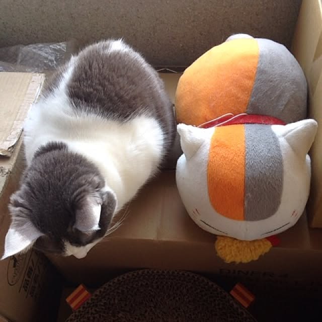 Chiiさんの実例写真