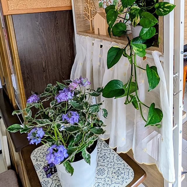 mi-saさんの部屋