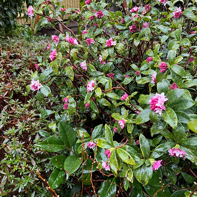 mamizaさんの部屋