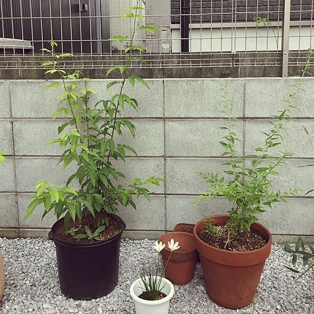 Hugoさんの実例写真