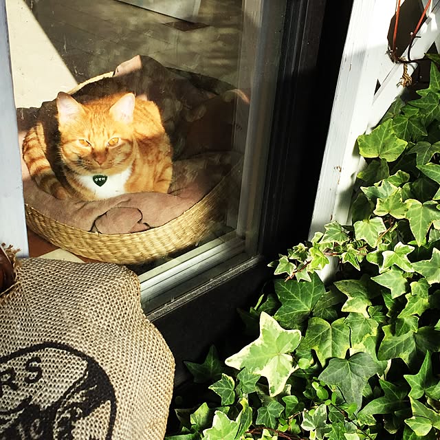 kimishigureさんの実例写真