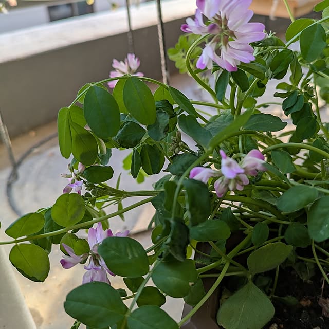 toramamaさんの部屋