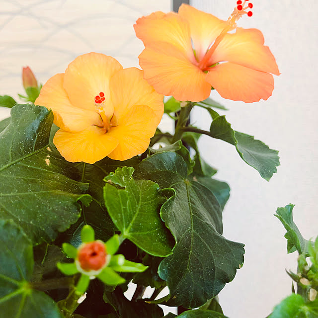 壁/天井/花の癒し/花のある空間/花のある暮らしを楽しむ/花のある風景...などのインテリア実例 - 2024-04-05 01:23:47