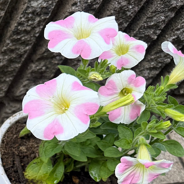 karintoさんの実例写真