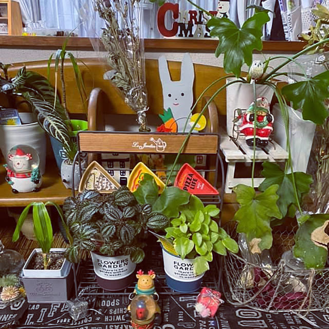 観葉植物/ダイソー/雑貨/100均/セリア...などのインテリア実例 - 2021-11-01 19:36:58
