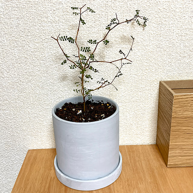 観葉植物/ソフォラリトルベイビー/ソフォラ/スリーピー/鉢植え...などのインテリア実例 - 2023-07-02 17:42:57