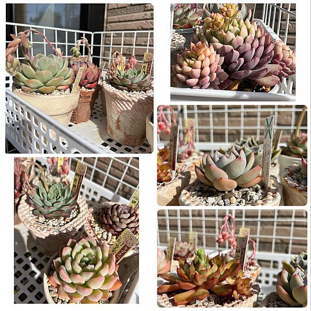 melmelさんの実例写真