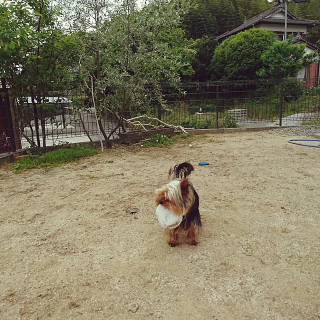 akiさんの実例写真