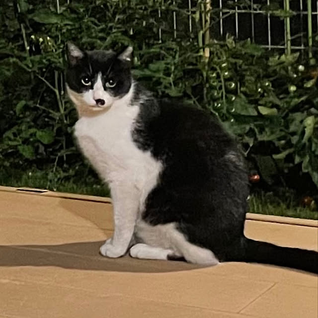 実例写真
