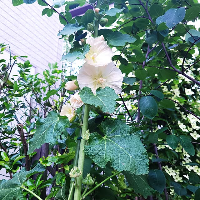 mimi828さんの部屋