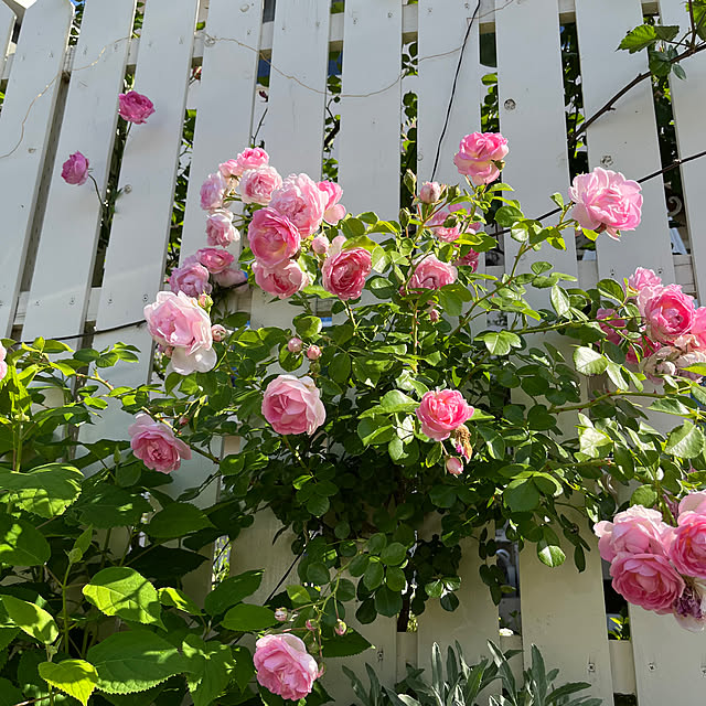 sakuraさんの部屋