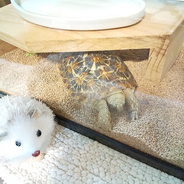nao.chappy0809さんの実例写真