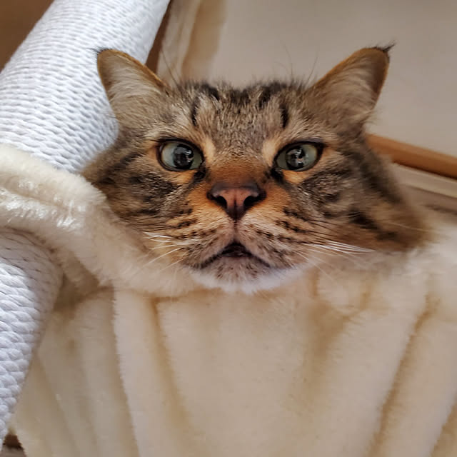 makoさんの実例写真