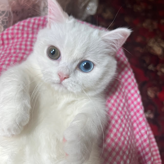 AYUKOさんの実例写真