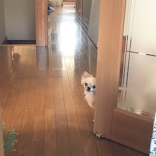 chi-koさんの実例写真